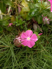 Catharanthus roseus