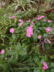 Catharanthus roseus
