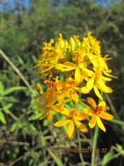 Epidendrum melinanthum