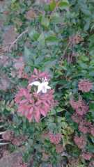 Abelia × grandiflora