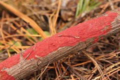 Hymenochaete cruenta