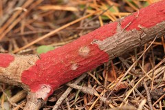 Hymenochaete cruenta