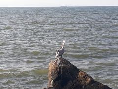 Pelecanus occidentalis