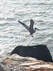 Pelecanus occidentalis