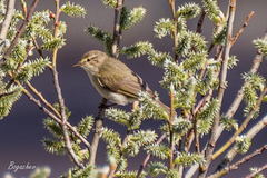 Phylloscopus collybita