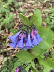 Mertensia virginica