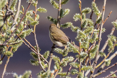 Phylloscopus collybita