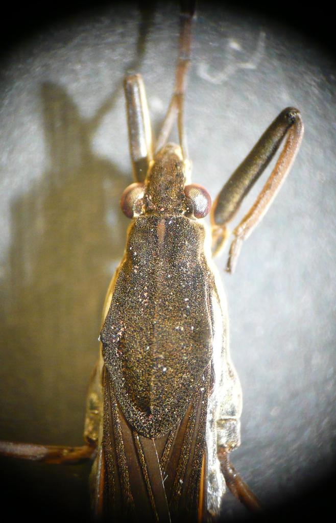 Gerris gibbifer