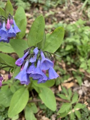 Mertensia virginica