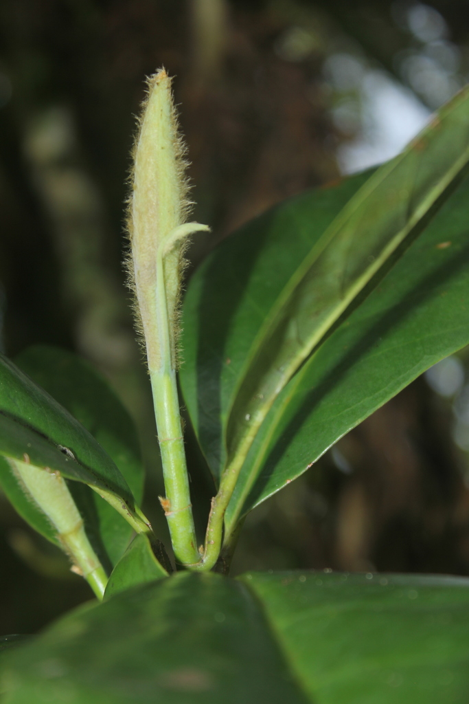 Magnolia cararensis