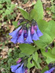 Mertensia virginica
