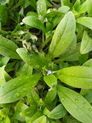 Myosotis sparsiflora