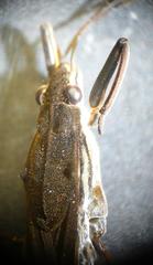 Gerris gibbifer
