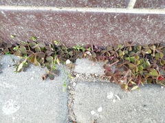 Oxalis corniculata repens