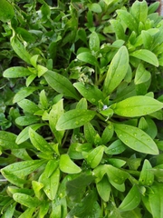 Myosotis sparsiflora
