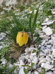 Fritillaria collina