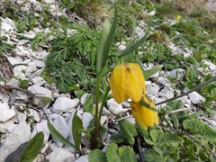 Fritillaria collina