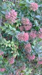 Abelia × grandiflora