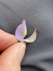 Lupinus grayi