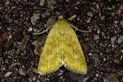 Heliocheilus paradoxus