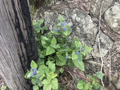 Pentaglottis sempervirens