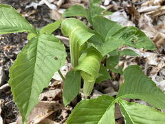 Arisaema triphyllum