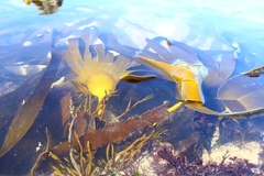 Laminaria ochroleuca