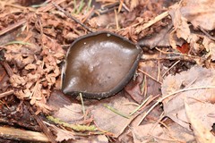 Pseudoplectania melaena