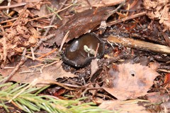 Pseudoplectania melaena