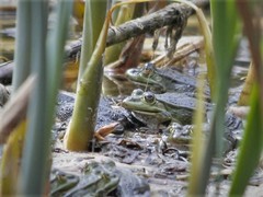 Pelophylax