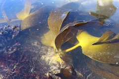 Laminaria ochroleuca