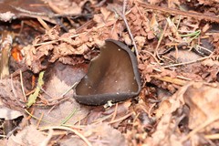 Pseudoplectania melaena