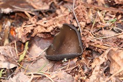 Pseudoplectania melaena