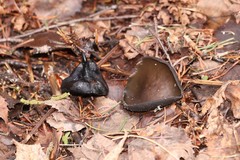 Pseudoplectania melaena