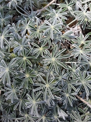 Lupinus grayi