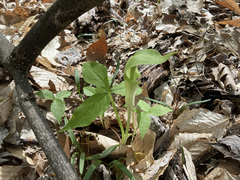 Arisaema triphyllum