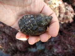 Stramonita biserialis