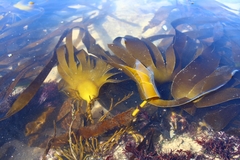 Laminaria ochroleuca