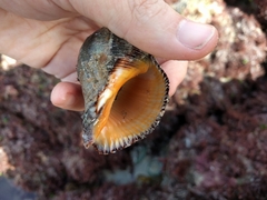 Stramonita biserialis