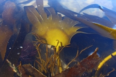 Laminaria ochroleuca