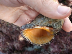 Stramonita biserialis