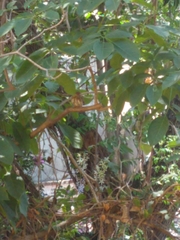 Glaucidium