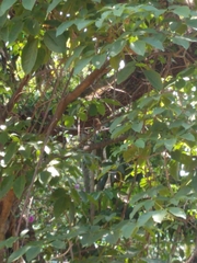 Glaucidium