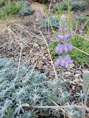 Lupinus grayi