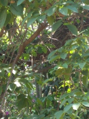 Glaucidium
