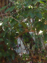 Glaucidium