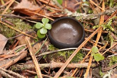 Pseudoplectania melaena