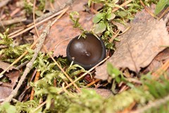 Pseudoplectania melaena