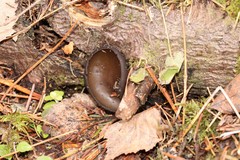 Pseudoplectania melaena