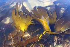 Laminaria ochroleuca